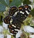 Map butterfly - Araschnia levana © Teresa Farino